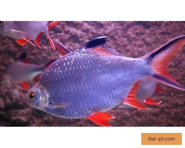 世界杯竞猜胜负投注策略解析与赛前数据分析技巧全面指南助你提升命中率